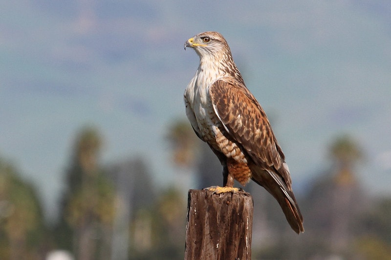 Ferruginous Hawks standing straight on a wooden pole