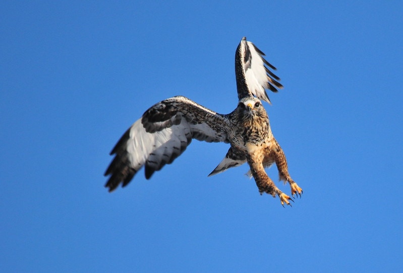 Rough-legged Hawks aggressively flying on blue sky