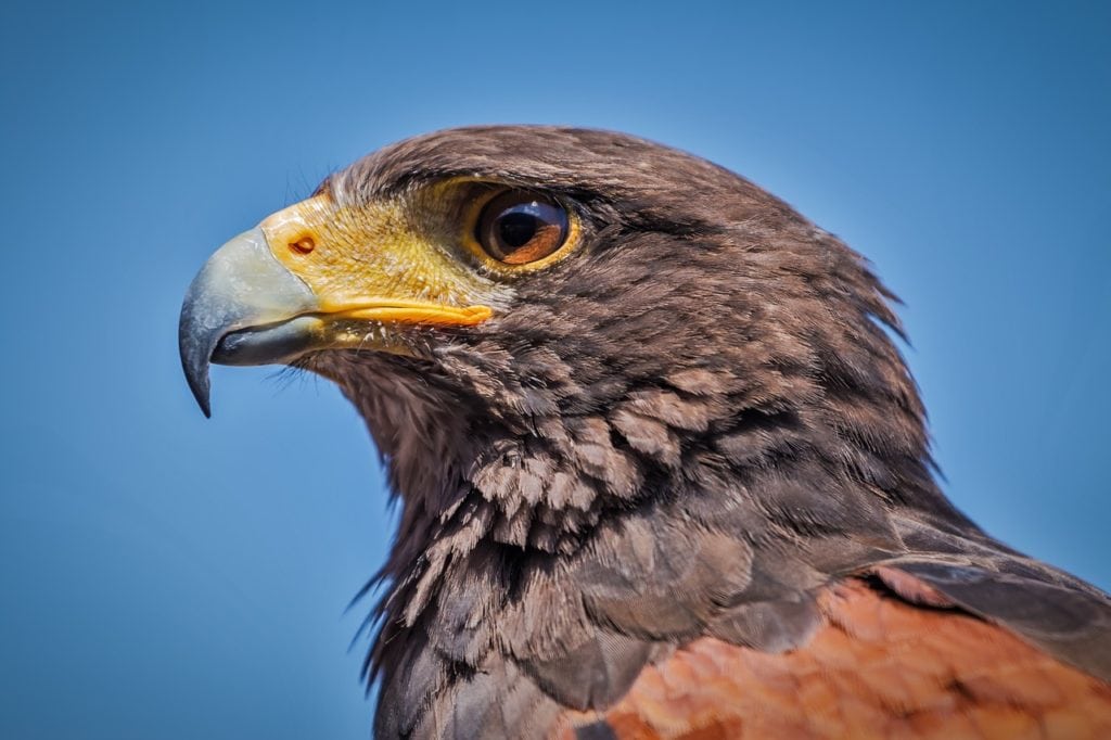 Close up shot of hawk's head