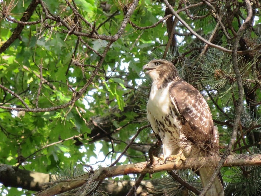 Broad-winged Hawk in the middle of a tree