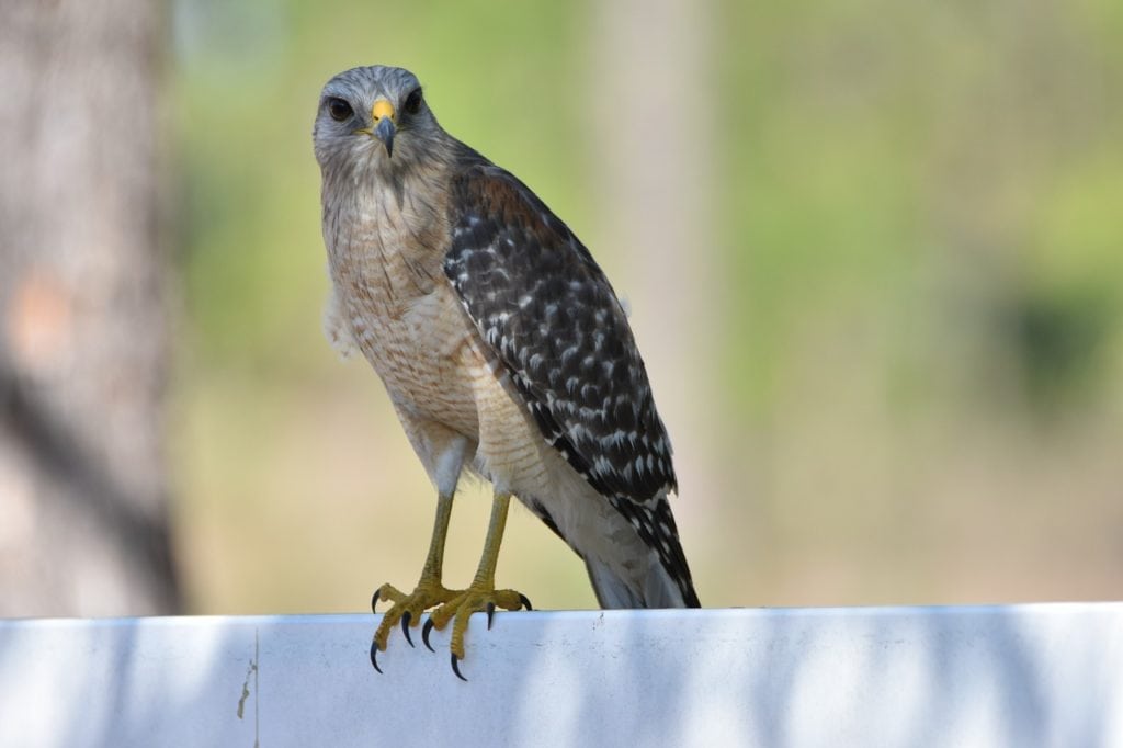 Red-shouldered Hawk standing on edge of a wall