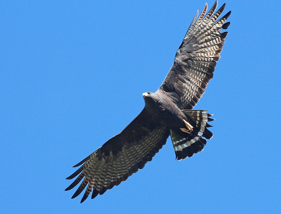 Zone-tailed Hawk flying through the blue sky