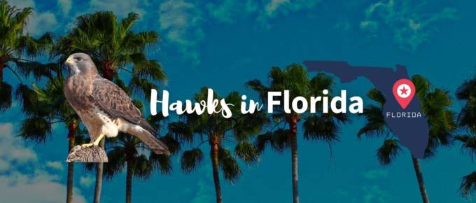 Hawks in florida featured image