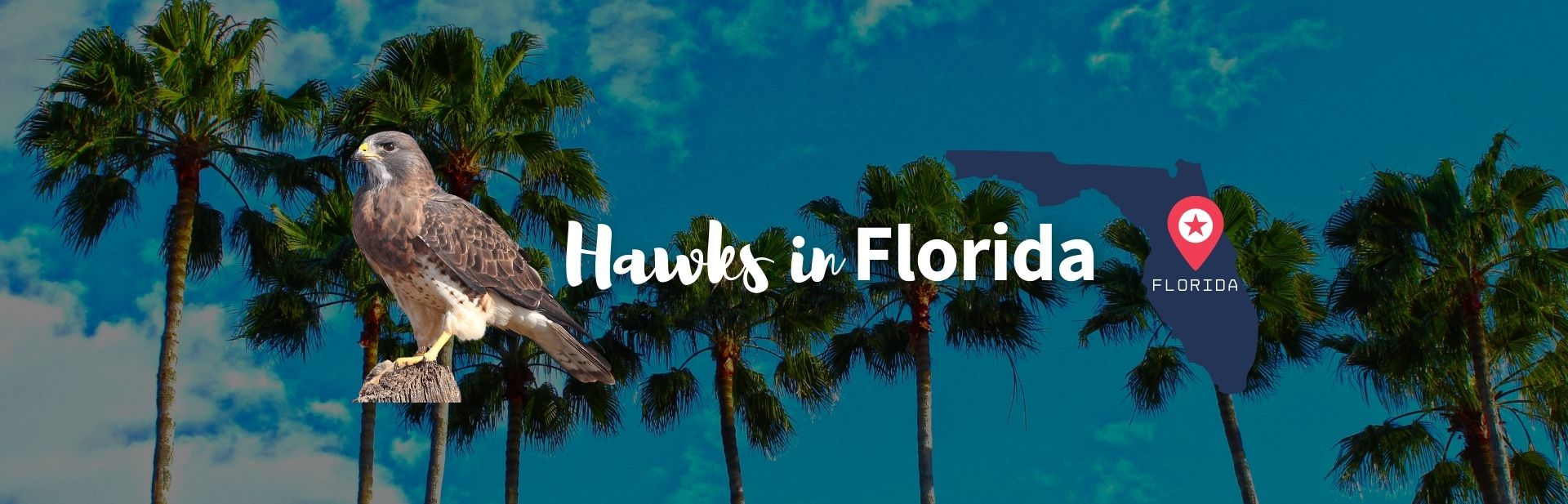 The 13 Species of Hawks in Florida (Chart and Pictures)