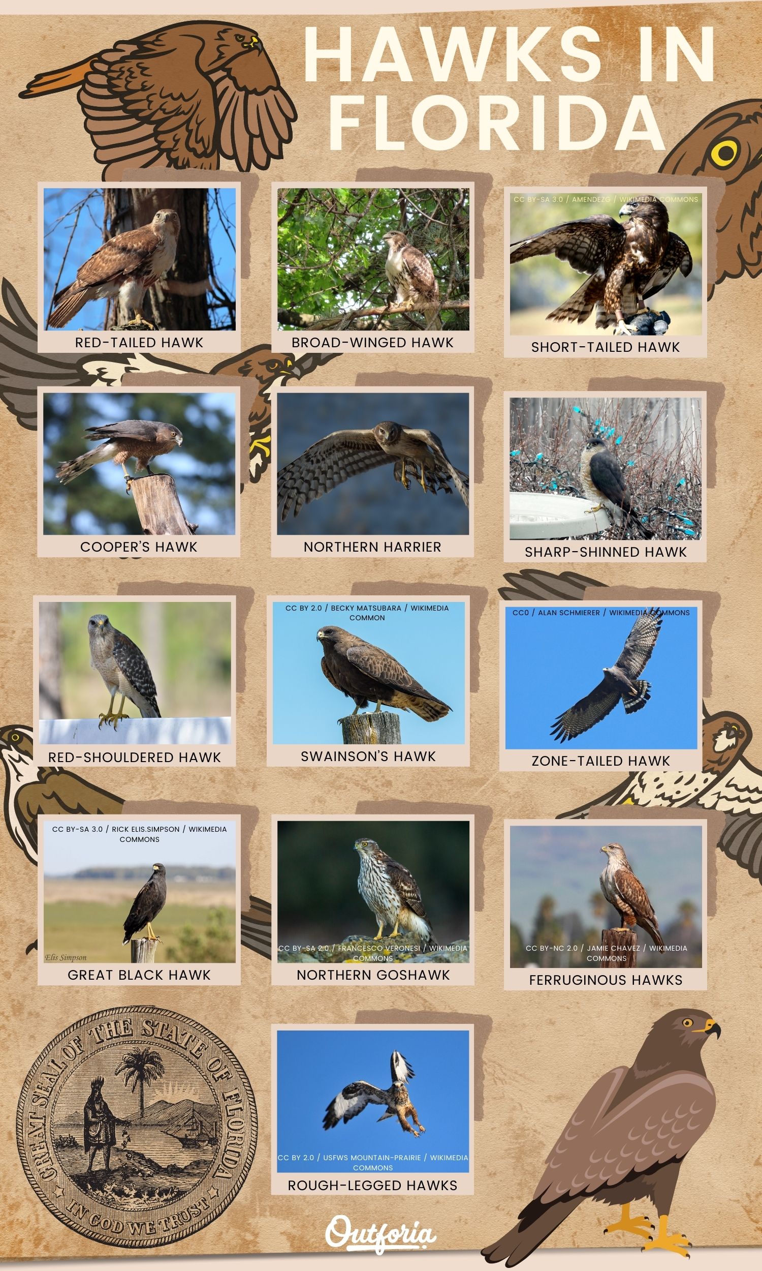 Chart of the Hawks species living in Florida