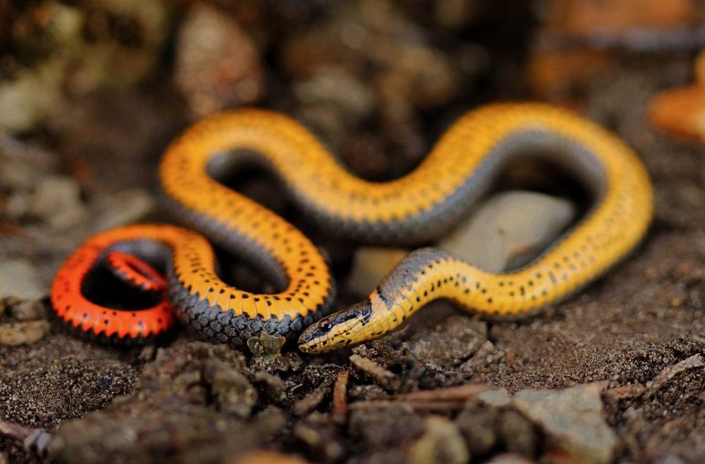 Close up photo of Ringneck Snake hiding through the sand