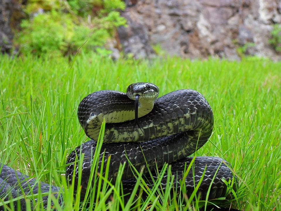 Black Rat Snake going up on the grass