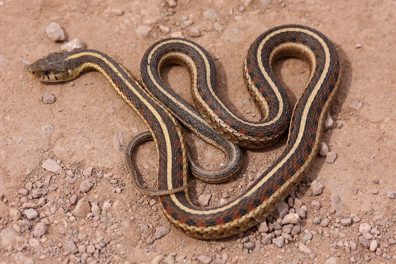 Common Garter Snake laying on a sand