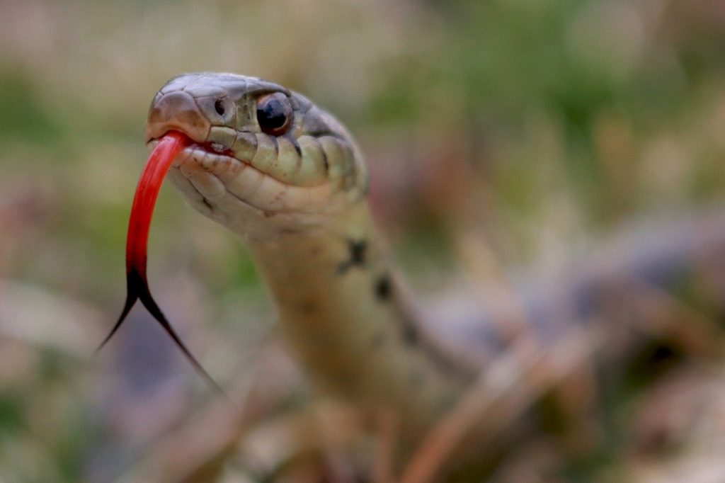 Close up shot of snake flexing its tongue