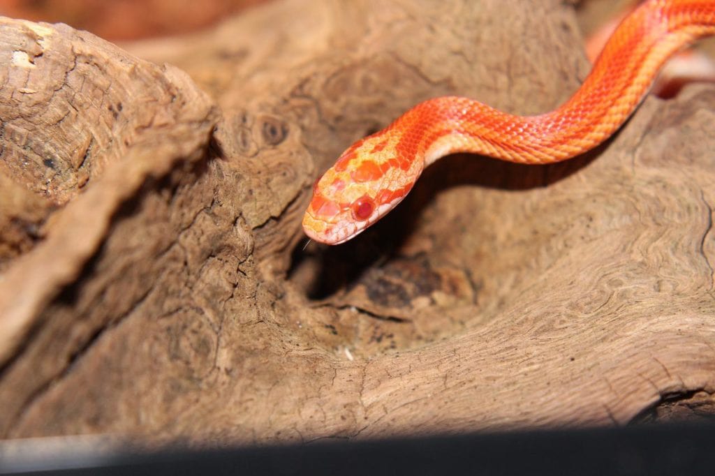 Orange snake crawling on a wood