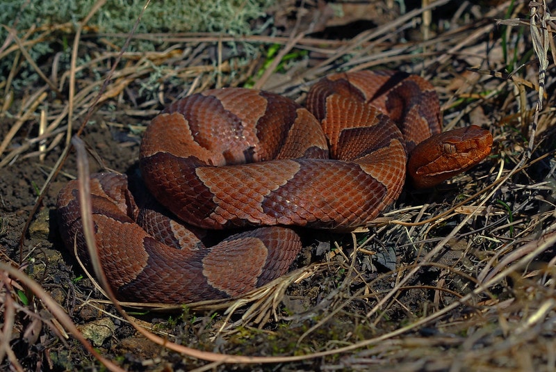 Northern Copperhead on a nest