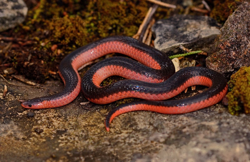 Worm snake laying on a stone