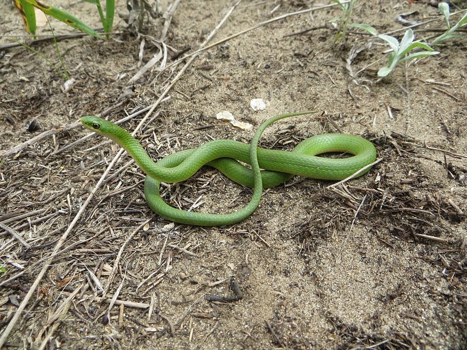 Smooth Green Snake laying on a burned woods