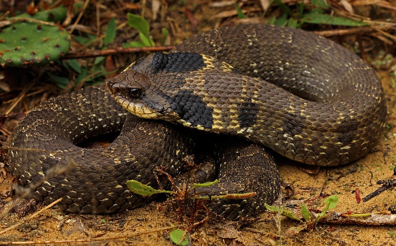 Eastern Hognose Snake laying on a muddy sand