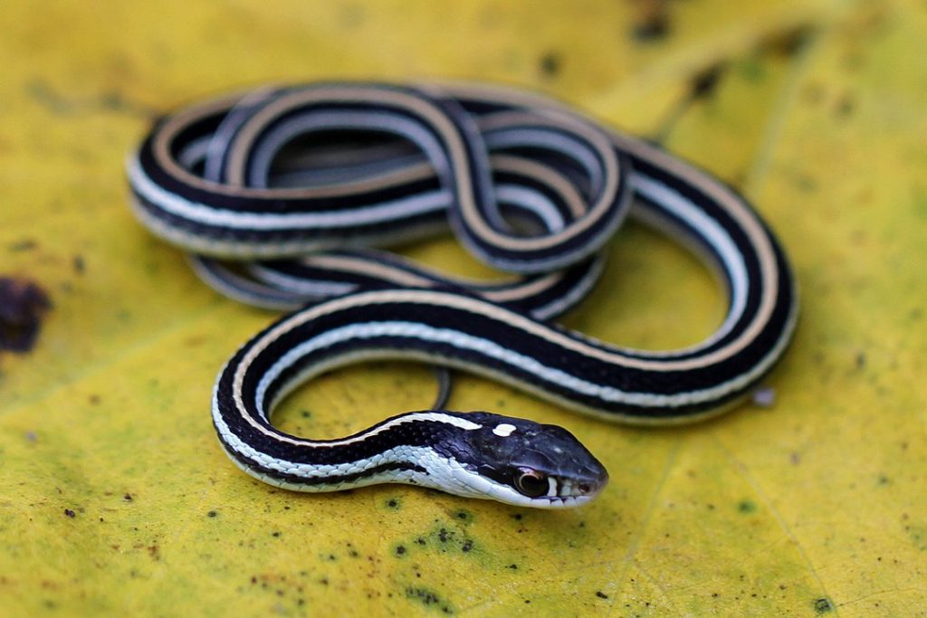 Eastern Ribbon Snake laying on a yellow-green leaf