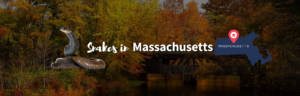Snakes in Massachusetts featured image