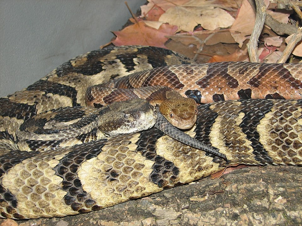 Two Timber Rattlesnake head close to each other
