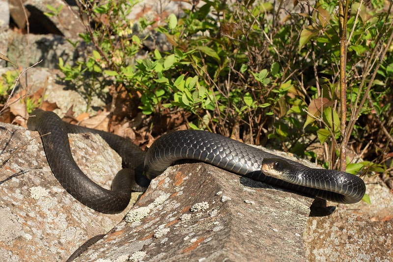 Northern Black Racer crawling on the stones