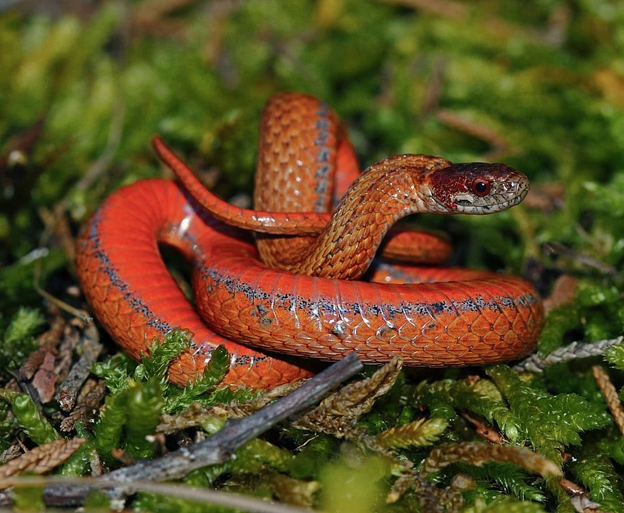 Northern Red-bellied Snakes on wet green grass