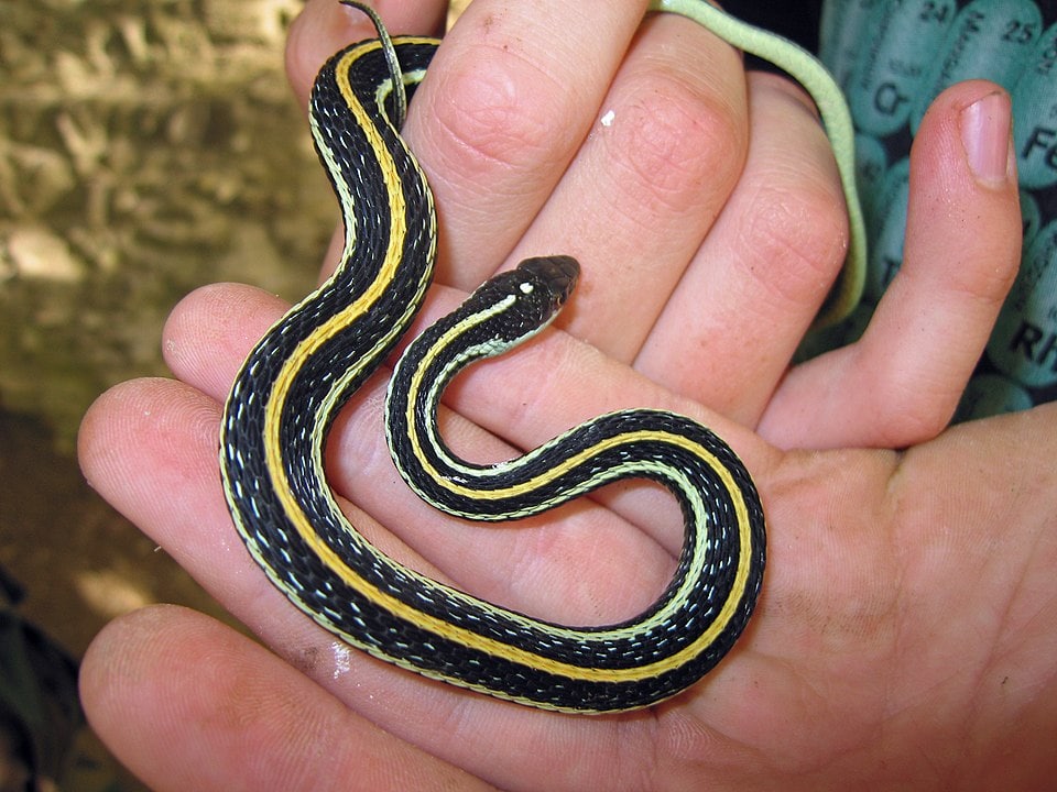 Ribbon Snake on hands of a human
