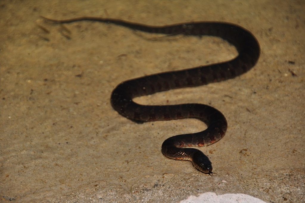 Northern Water Snake crawling on beach sands