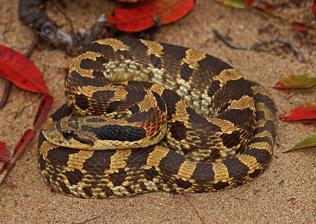 Eastern Hognose snake compressed on a corner of a sand
