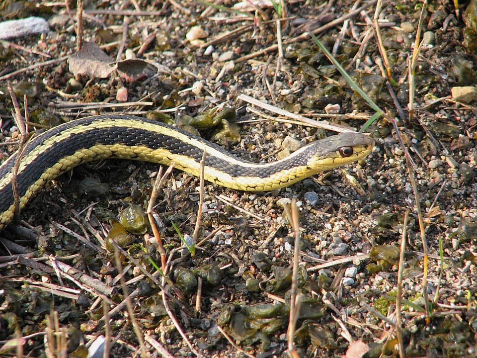 Common Garter Snake  walking through the pebbles
