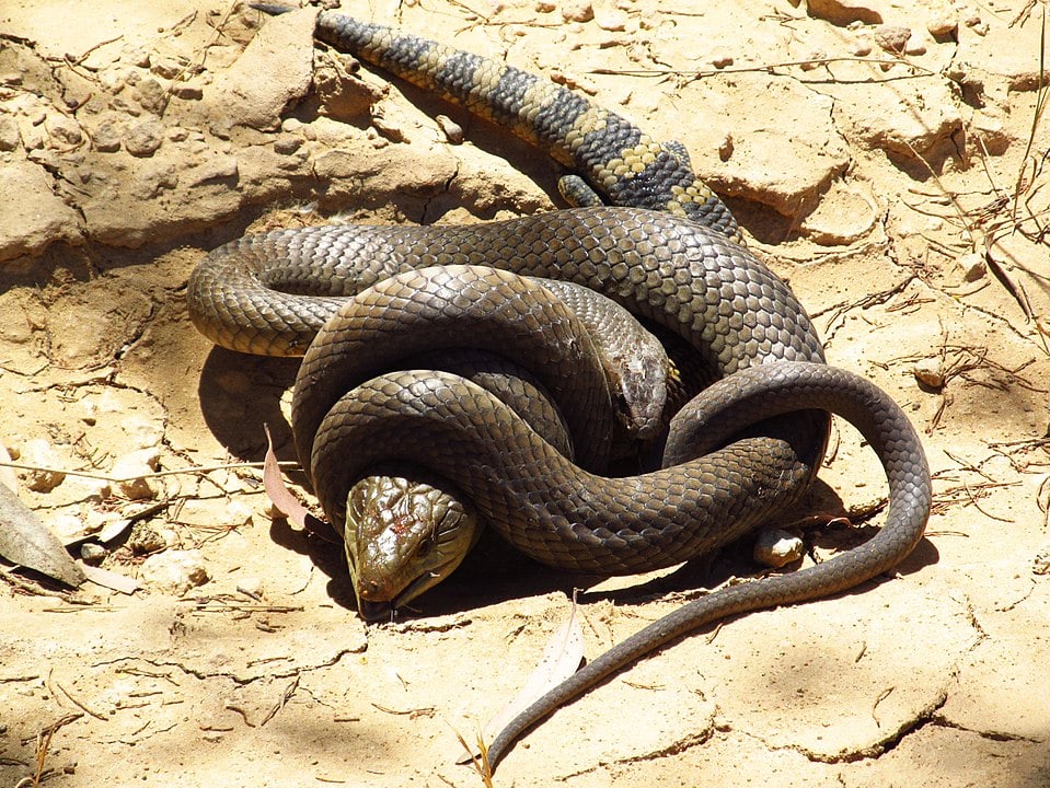 Brown Snake hunting its prey on a desert