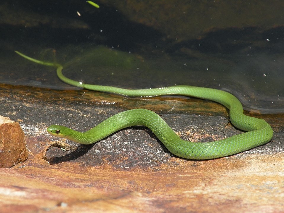 Smooth Green Snake crawling out of water