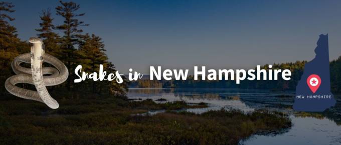 Snakes in New Hampshire featured image