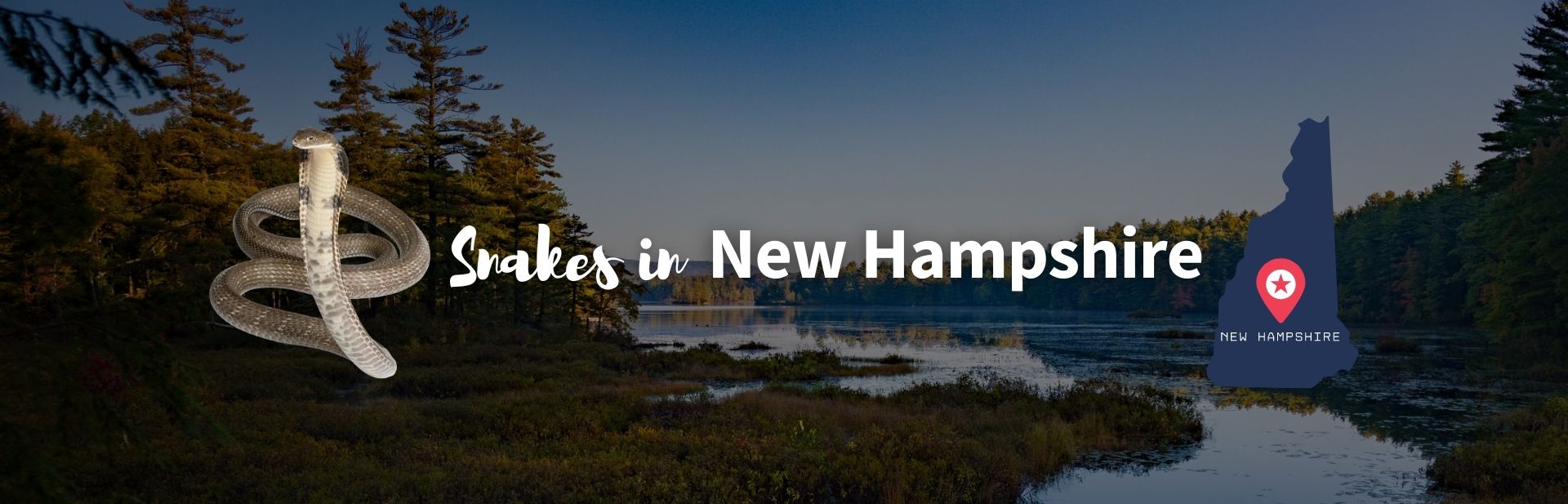 The 11 Different Types of Snakes in New Hampshire (ID Guide and Photos)