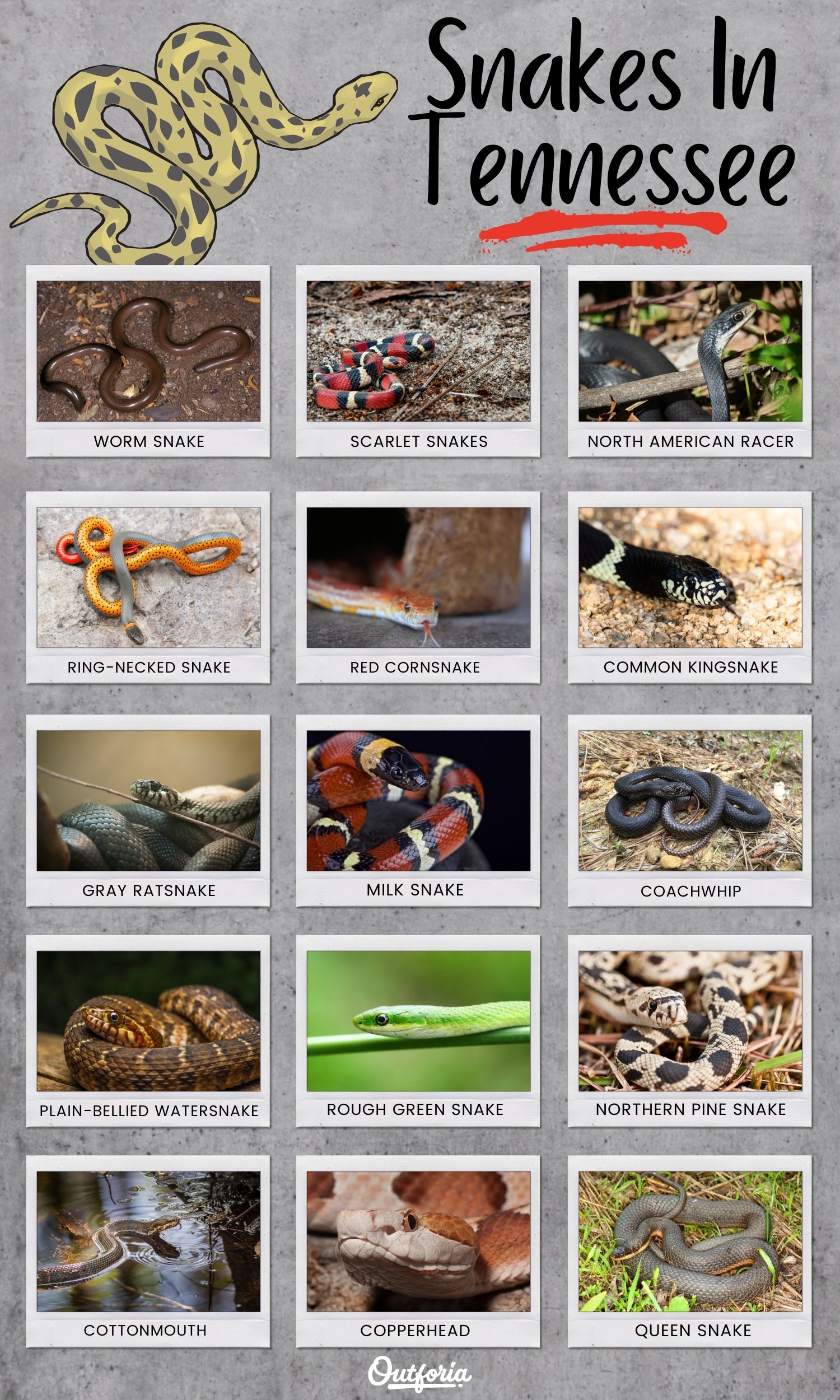 Chart of the snakes species living in Tennessee