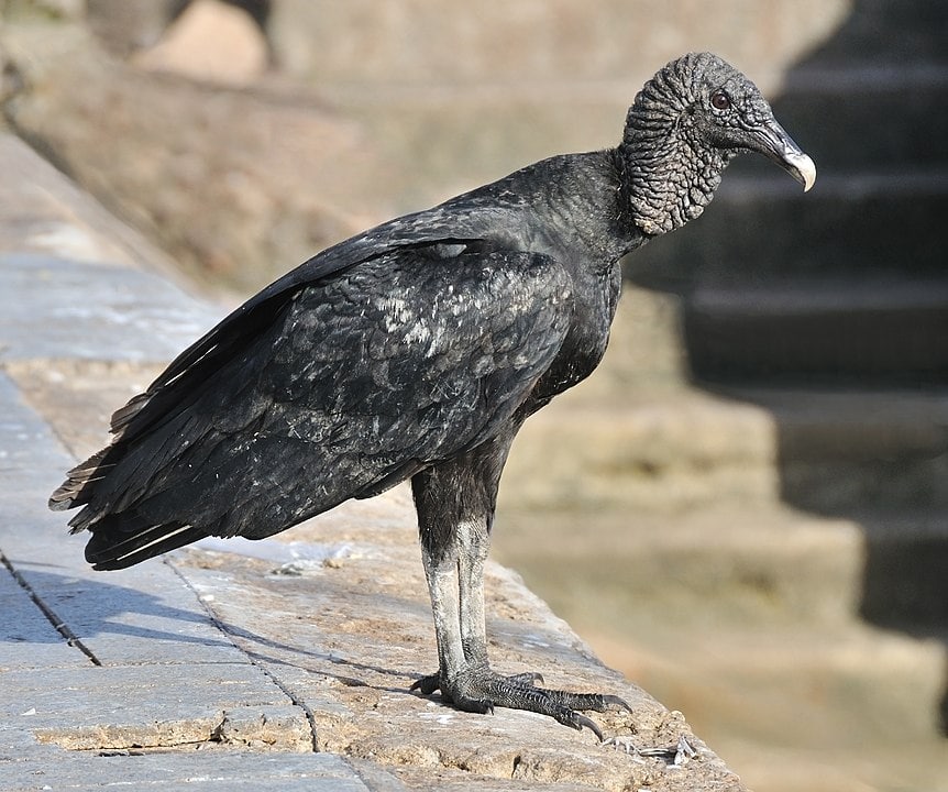Black vulture standing on a edge of a stone