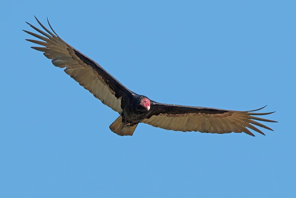 Turkey vulture flying on a blue sky