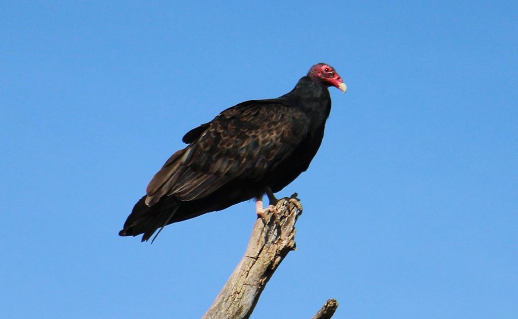 Turkey vulture standing on top of a wood