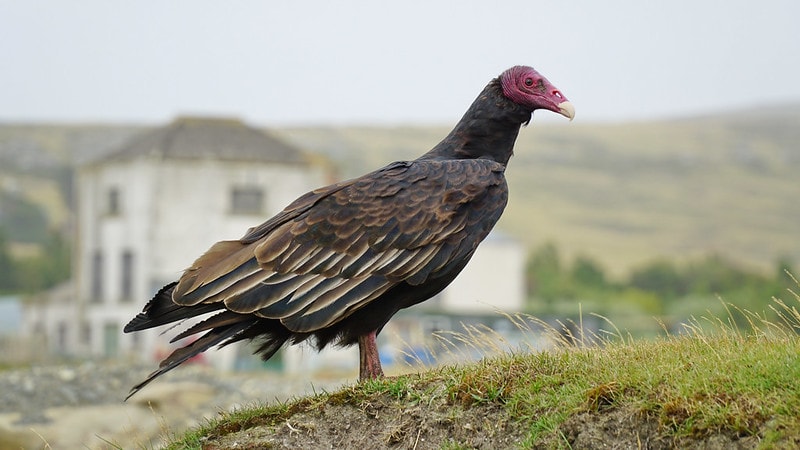Turkey vulture standing on a mountain of grass