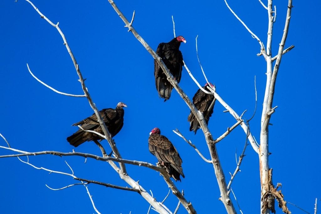 Group of turkey vultures standing on a dry tree