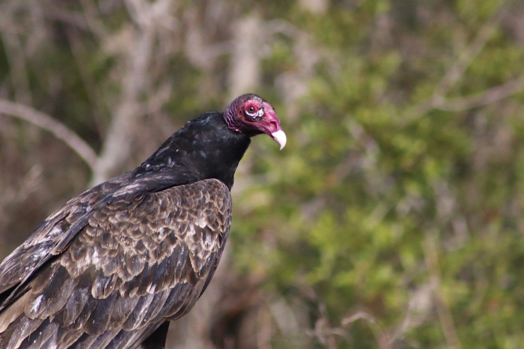 Focused shot of turkey vulture looking back at the camera