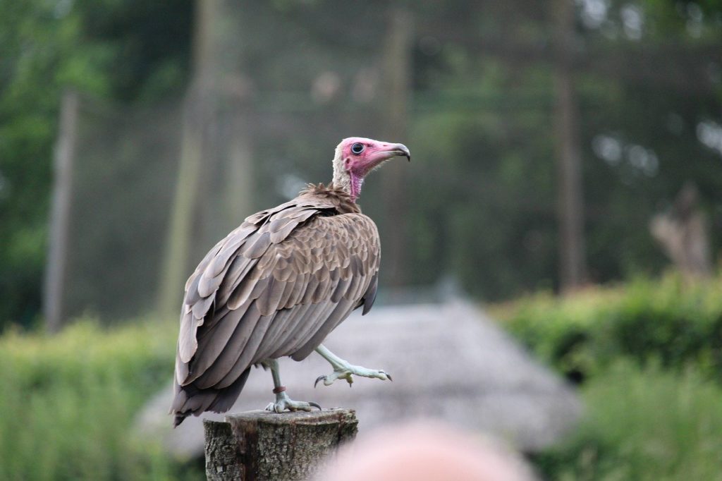 Vulture standing on top of a wood