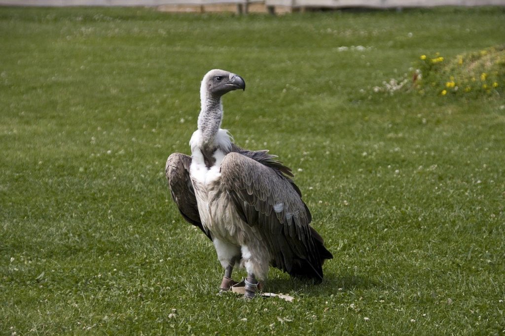 Vulture standing in the middle of a field