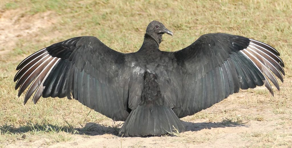 Black vulture's wings spread out in the daylight
