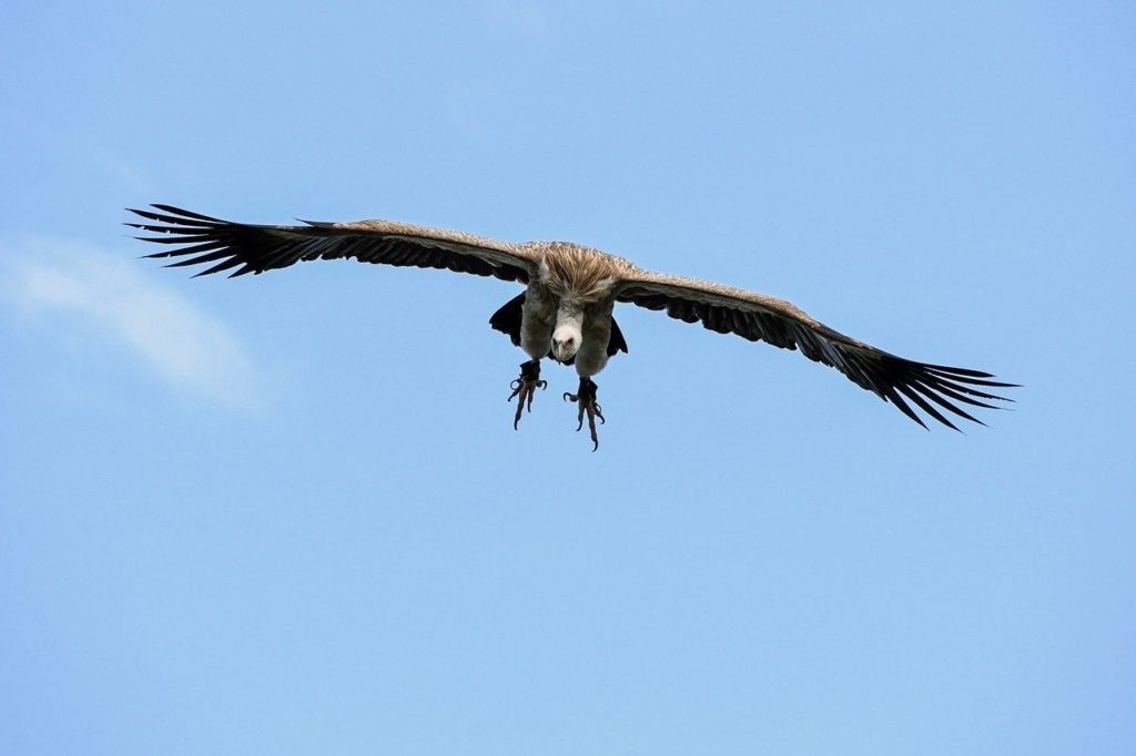 Vulture flying above on the blue sky