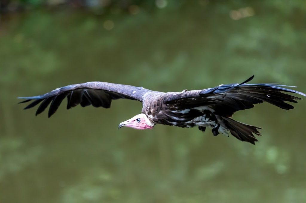 Vulture rapidly flying across the forest