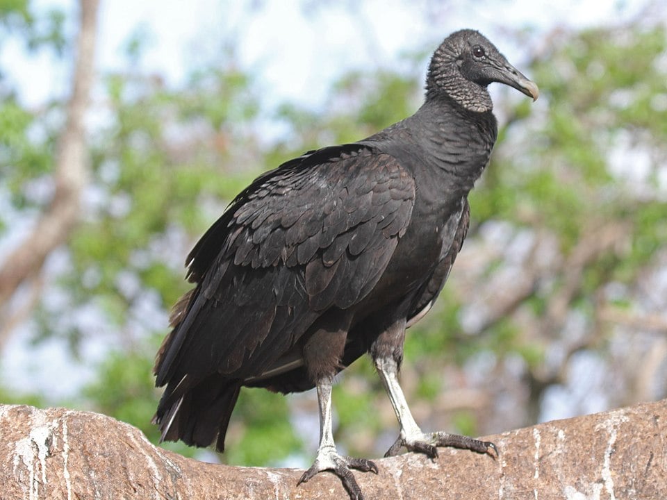 Black vulture standing on a rock