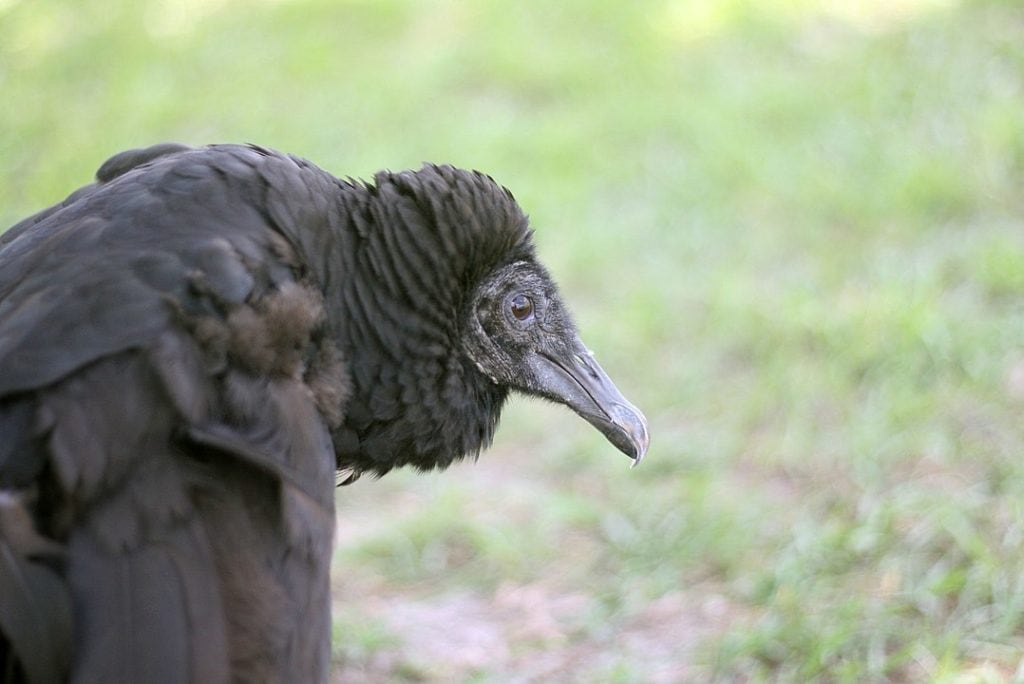 Close up photo of black vulture's head