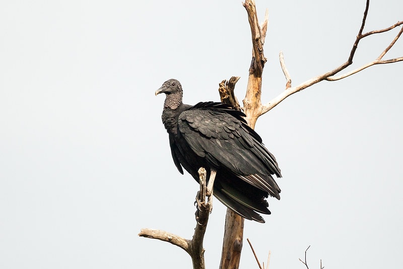 Black vulture standing on a tree
