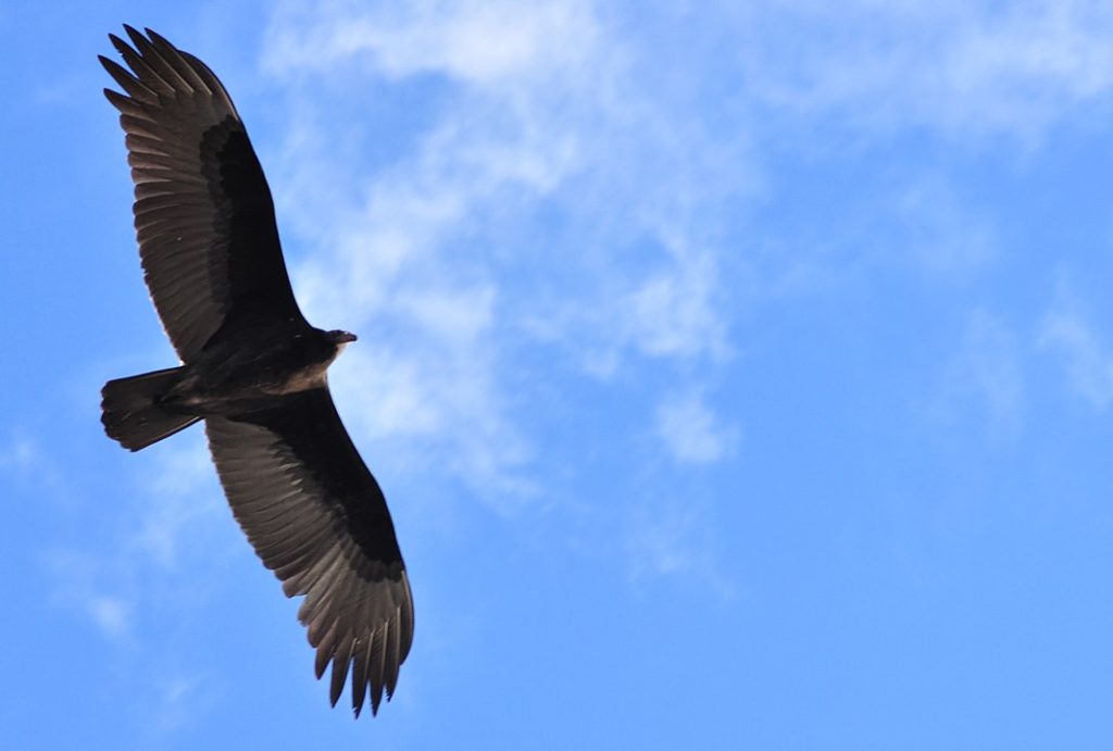 Black vulture flying under the blue sky