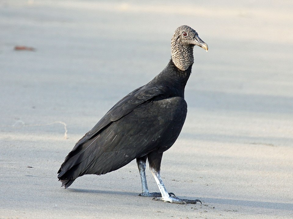 Black vulture standing in the middle of a road