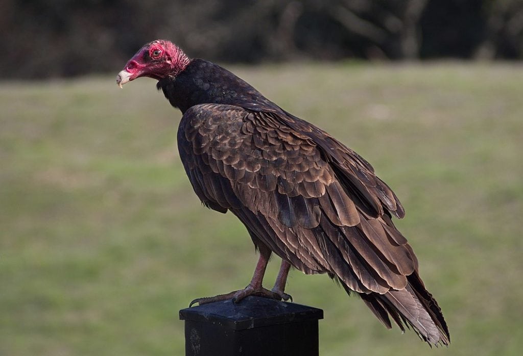 Turkey vulture standing on a metal pole