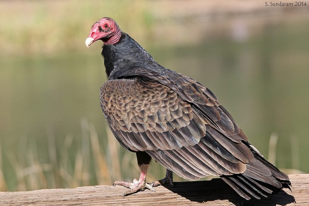 Turkey vulture looking back at the camera